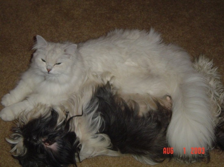 harley and gus