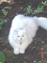 Gus in garden