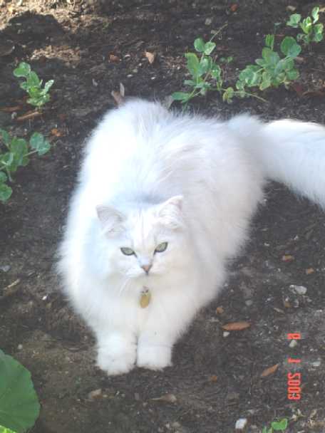 Gus in garden