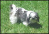 Harley 7/4/03