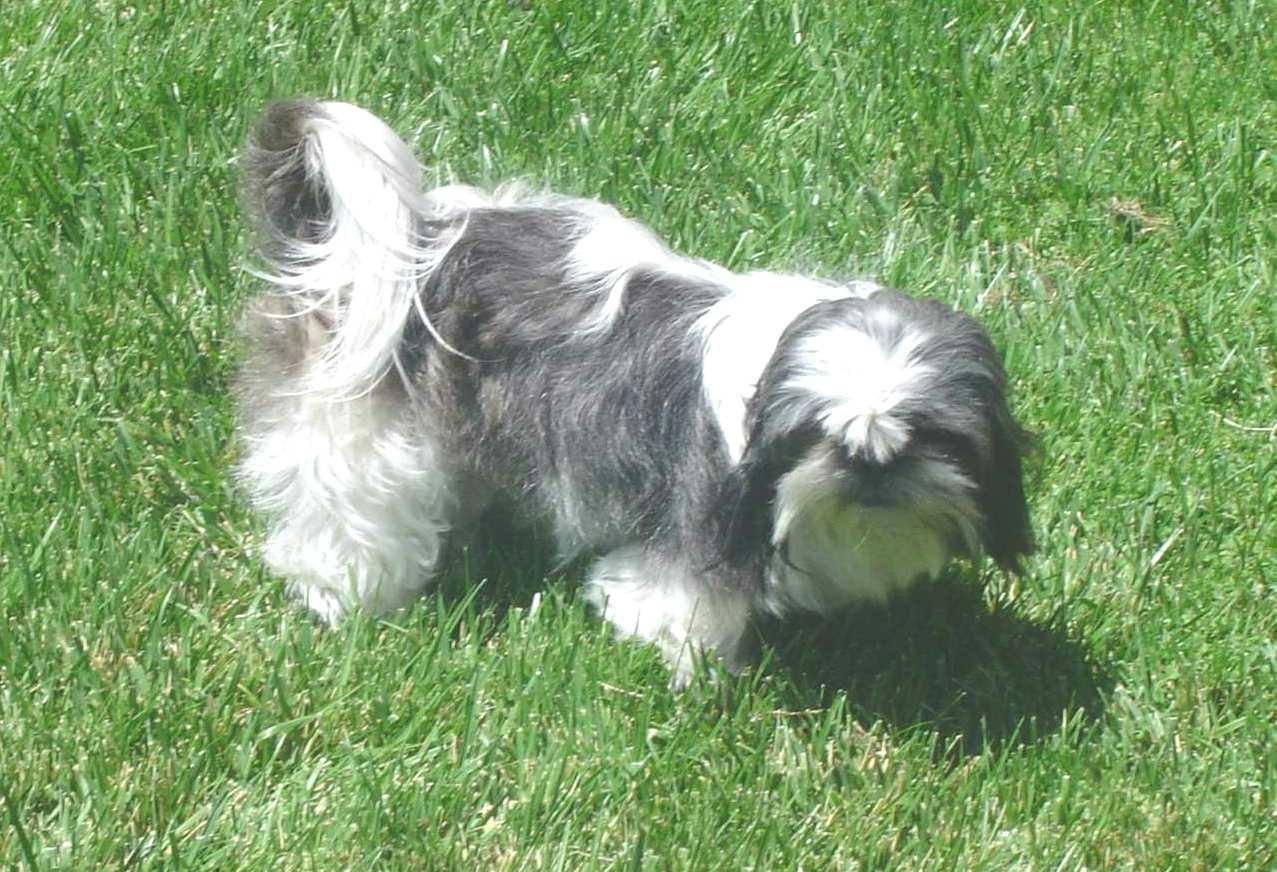 Harley 7/4/03