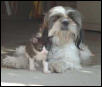 Harley and Oreo