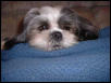 Harley's face