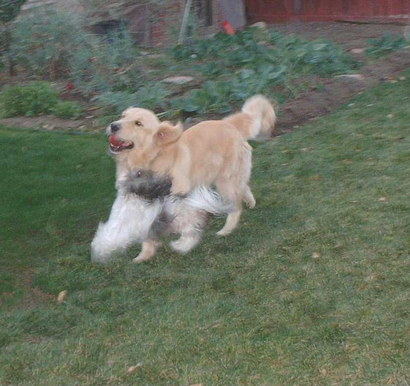 Hey, thats my ball