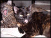 Sassy and Taz