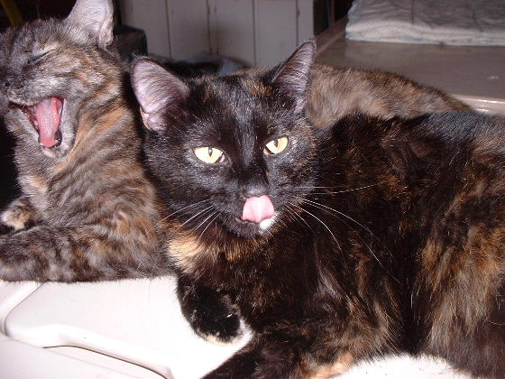 Sassy and Taz