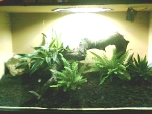 new copperhead cage
