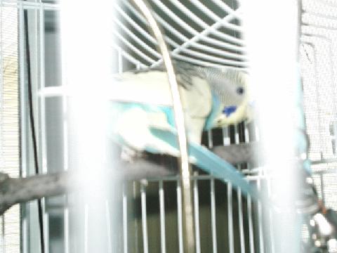 Martini