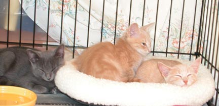 Gracie's brothers