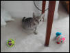 Gracie at 9 weeks