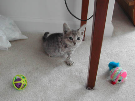Gracie at 9 weeks