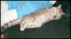 Gracie Spayed