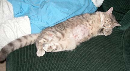Gracie Spayed