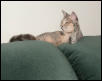 Gracie on the sofa