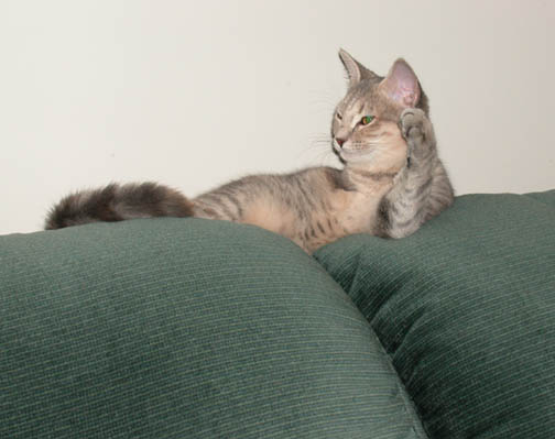 Gracie on the sofa