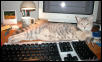 Gracie:  computer kitty