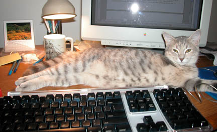 Gracie:  computer kitty