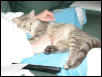 Gracie on my lap