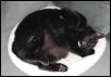 voodoo napping