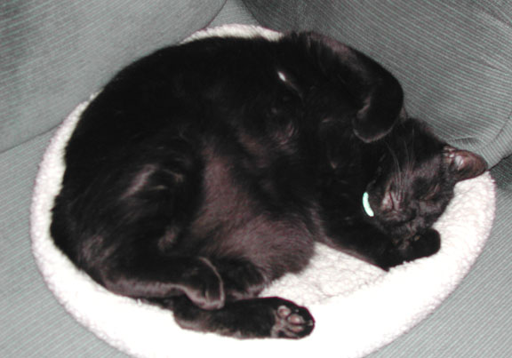 voodoo napping