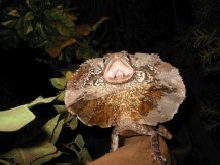 My Female Frilled