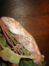 New Male
