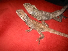 My Frilled Pair