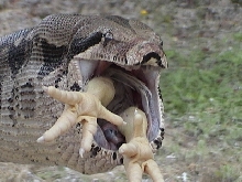 Boa swallowing a chicken