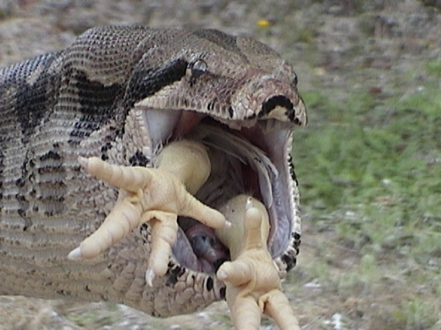 Boa swallowing a chicken