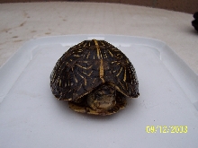 One Year Old Florida Box Turtle