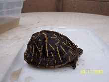 2 year old florida
