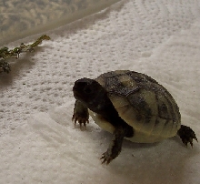 Baby Hermanns #3
