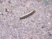 Is this a millipede???
