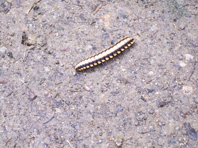 Is this a millipede???
