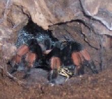 Milly the Red leg eating her locust...yummy :)