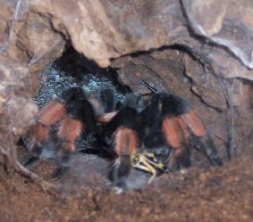 Milly the Red leg eating her locust...yummy :)