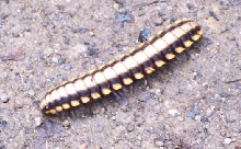 unknown millipede?