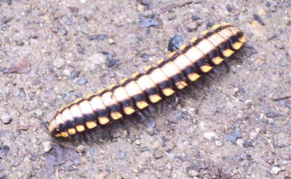 unknown millipede?