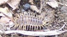 Any Idea?