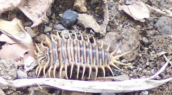 Any Idea?