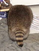 sammytail