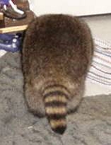 sammytail