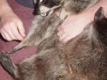 sammybellyrub