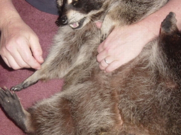 sammybellyrub
