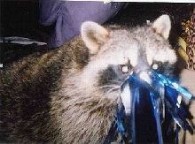 sammy newyears