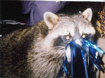 sammy newyears