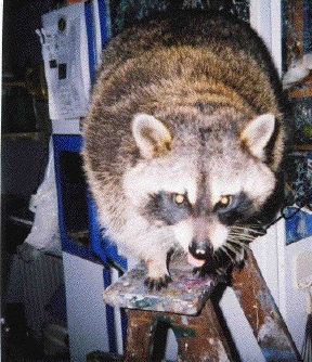 sammyladder