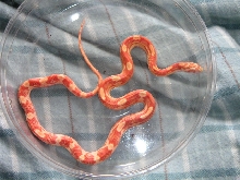 Amel. motley het. for butter