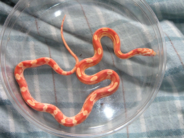 Amel. motley het. for butter