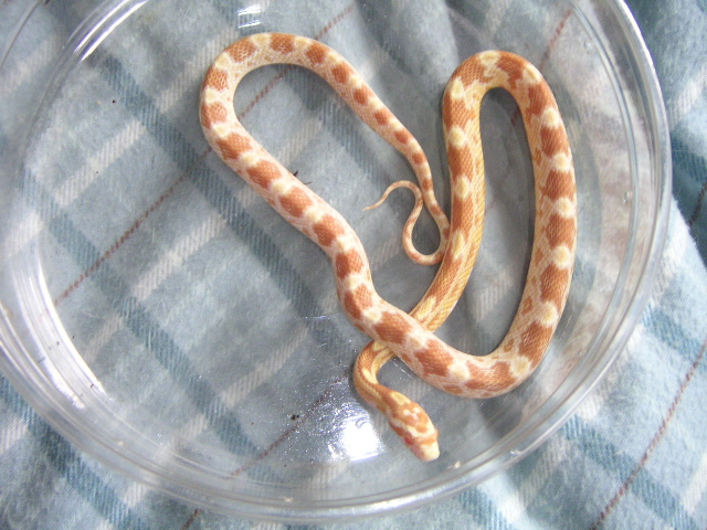 Butter het. for amel and motley